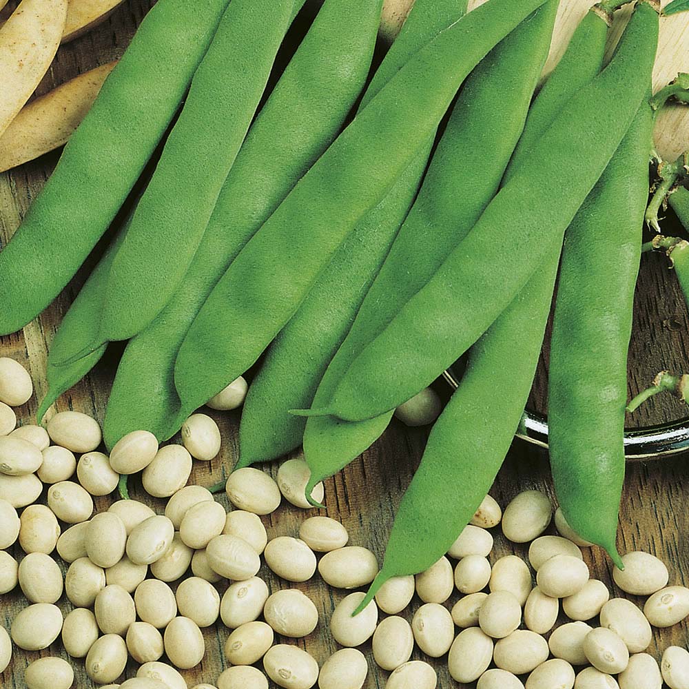 Wilko Bean Climbing Coco Rames Seeds Image 1