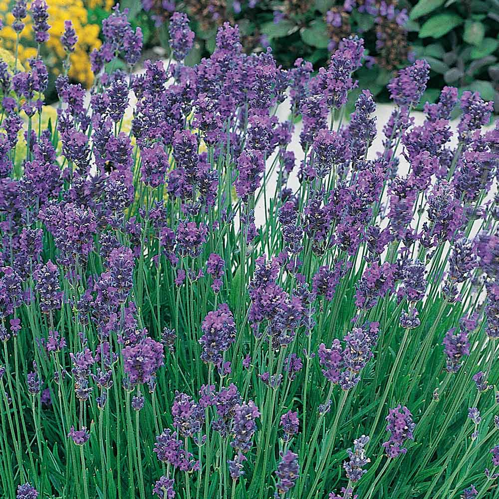 wilko Lavender Hidcote Garden Ready Plants 20 Pack Image 1