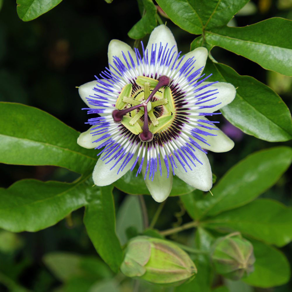 Thompson and Morgan Passiflora Passion Flower Caerulea Plant Pot 9cm Image 1