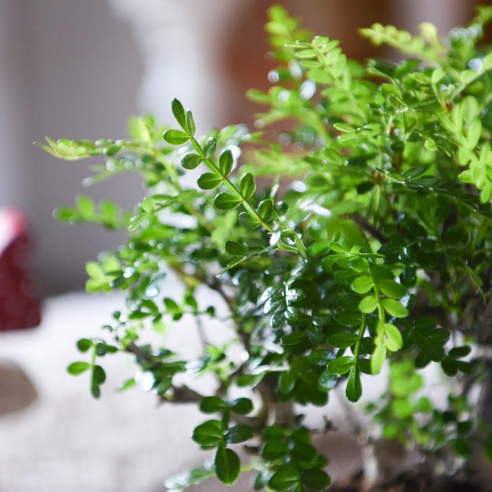 Thompson and Morgan Bonsai Forest Mix in Oval Ceramic Potted Plant 2 Pack Image 4