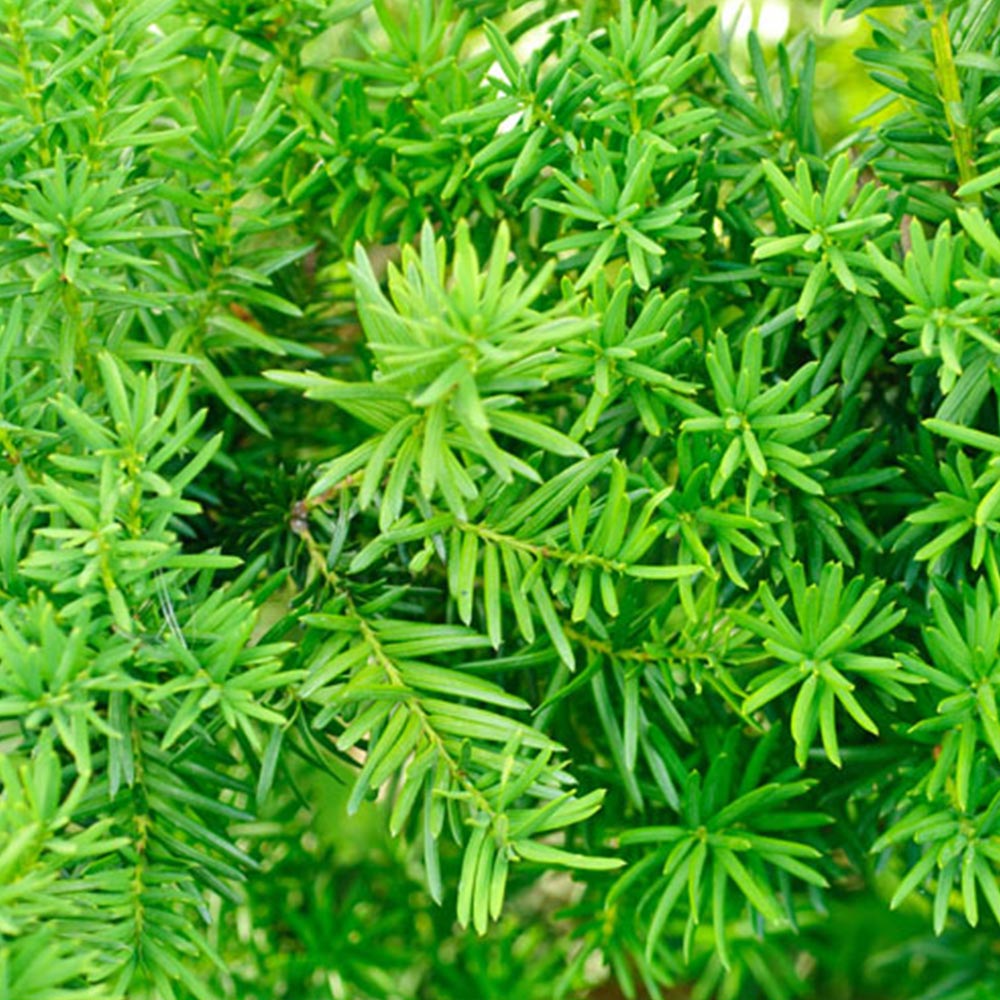wilko Yew Hedging Plants 10 Pack Image 1