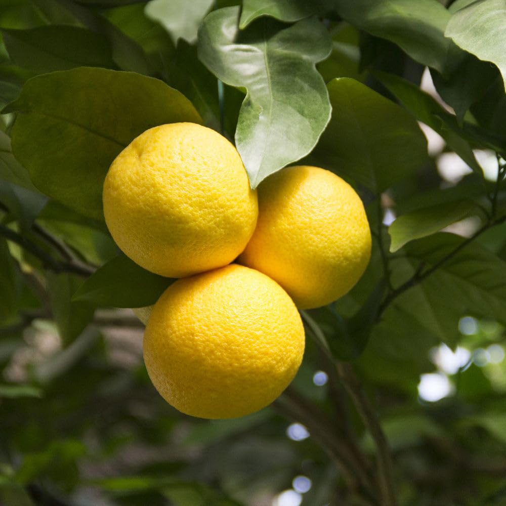 Thompson and Morgan Citrus Tree Grapefruit Plant Pot 5L 2 Pack Image 1