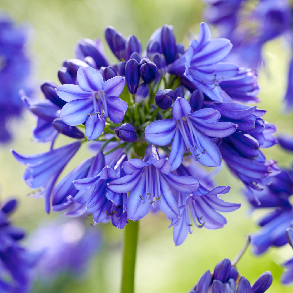 Thompson and Morgan Agapanthus Blue and White Coll Bare Root 6 Pack with Plant Pot 39cm Image 3