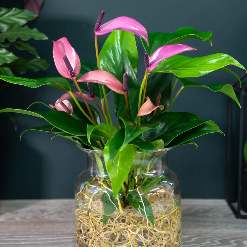 Thompson & Morgan Anthurium Aqua Mauve Zizou in Sierglass Potted Plant Image 4