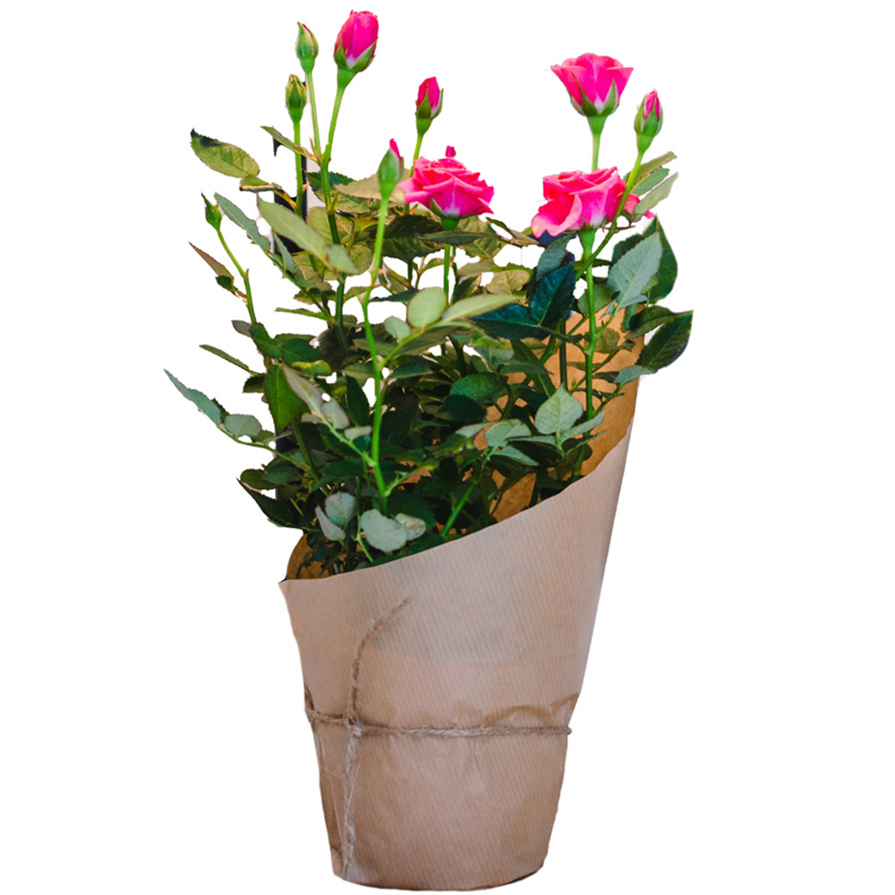 Mini Pink Rose Plant Image 2