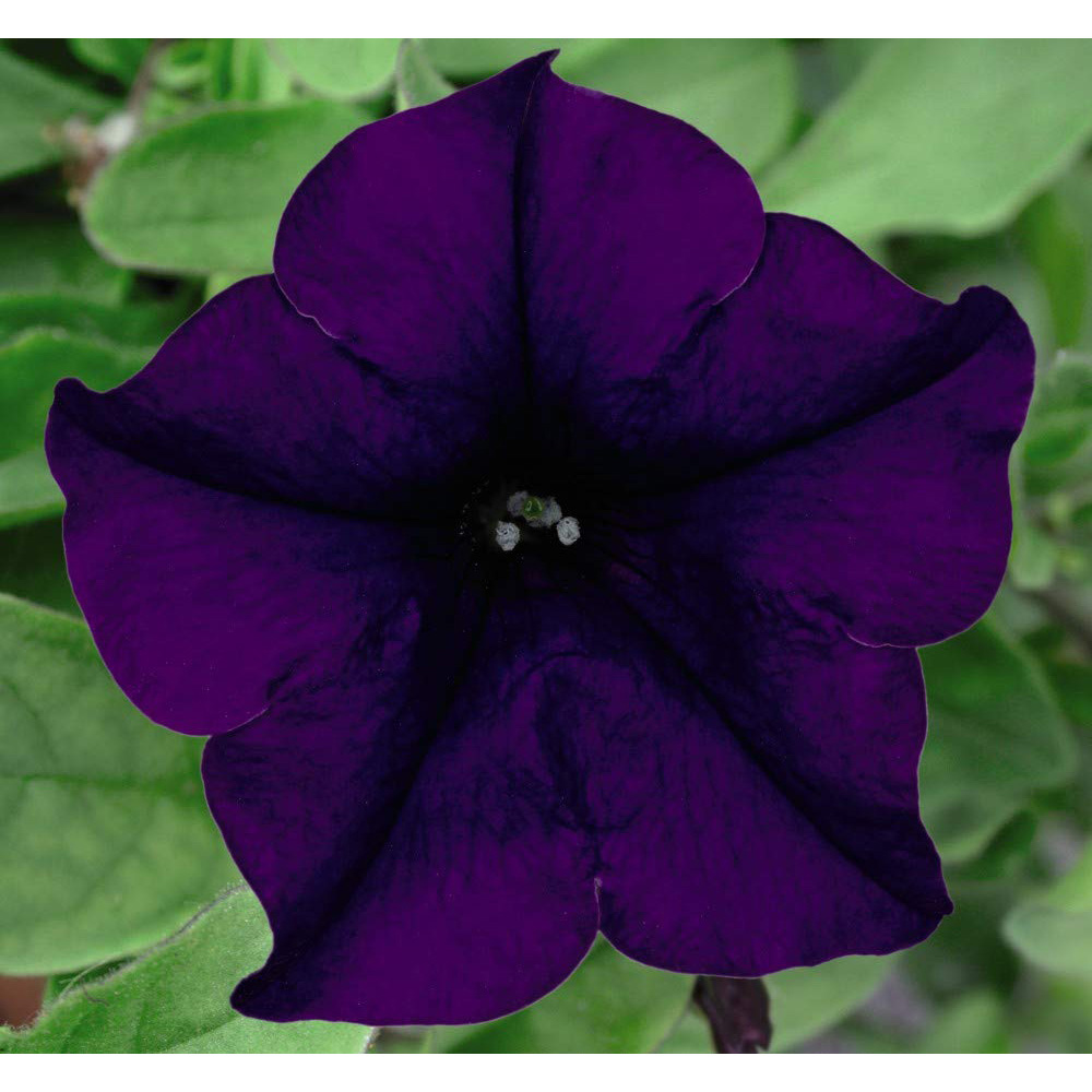 Thompson and Morgan Petunia Surfinia Mixed Postiplug 5 Pack Image 3