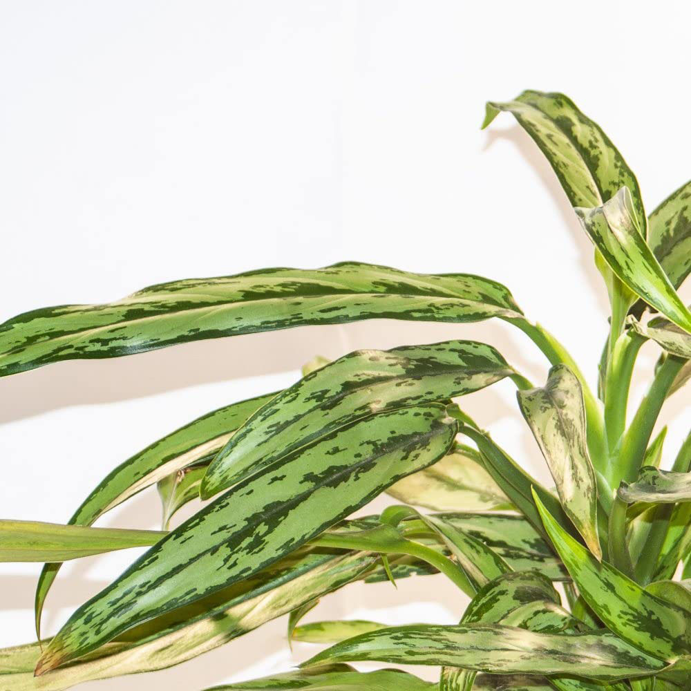 Thompson & Morgan Aglaonema Cutlass Potted Plant Image 3