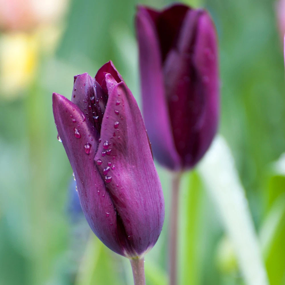 Thompson and Morgan Tulip Early Havran Autumn Planting Bulb 16 Pack Image 4