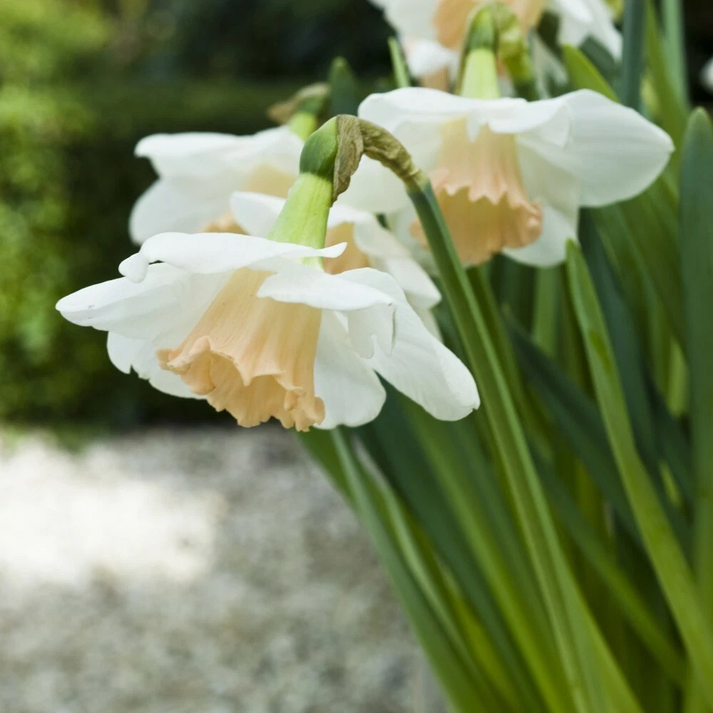 Thompson and Morgan Daffodil Passionale Planting Bulb 32 Pack Image 4