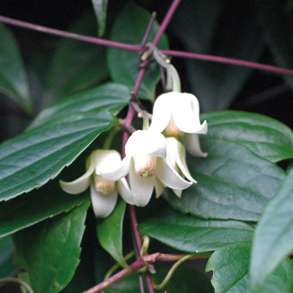 Thompson and Morgan Clematis Urophylla Winter Beauty Plant Pot 7cm Image 3