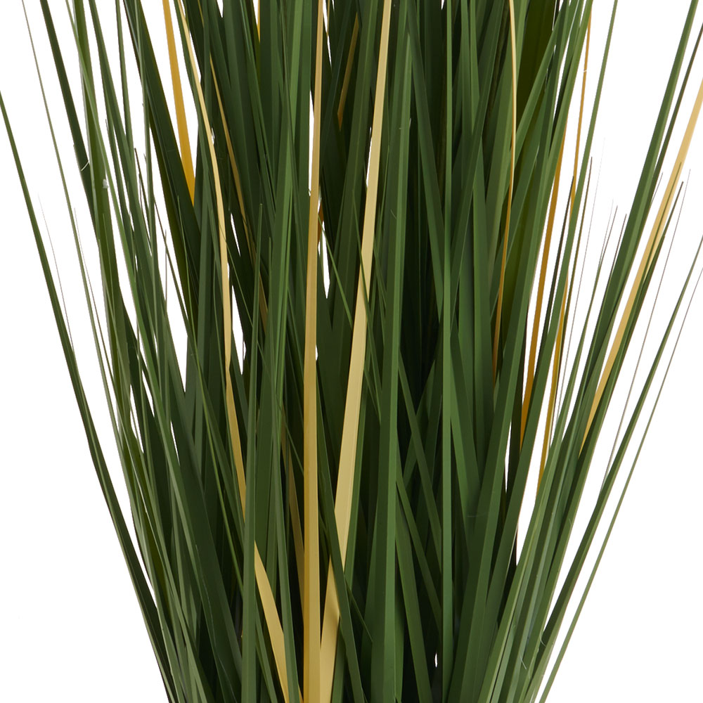 Wilko Pampas Grass Potted Plant Image 3
