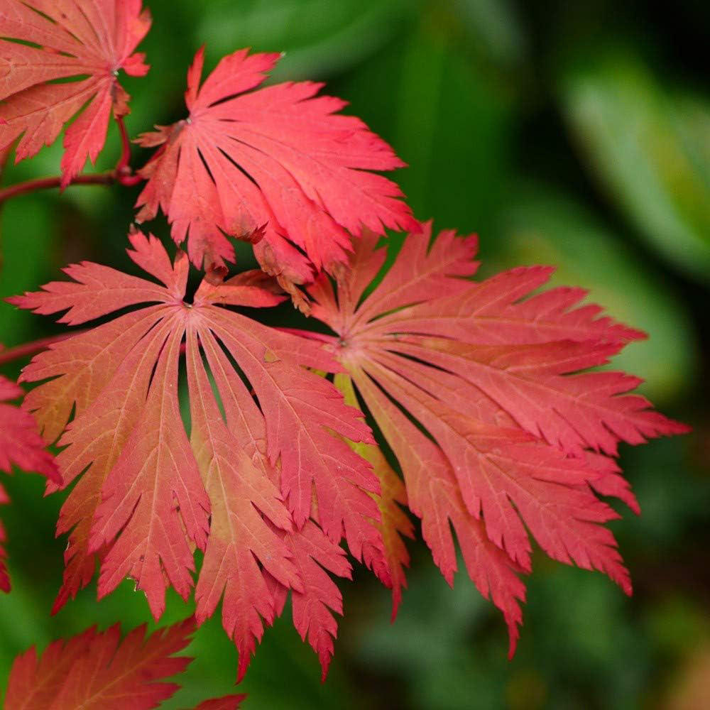 Thompson & Morgan Acer Japonicum Aconitifolium Plant Pot 4L Image 1