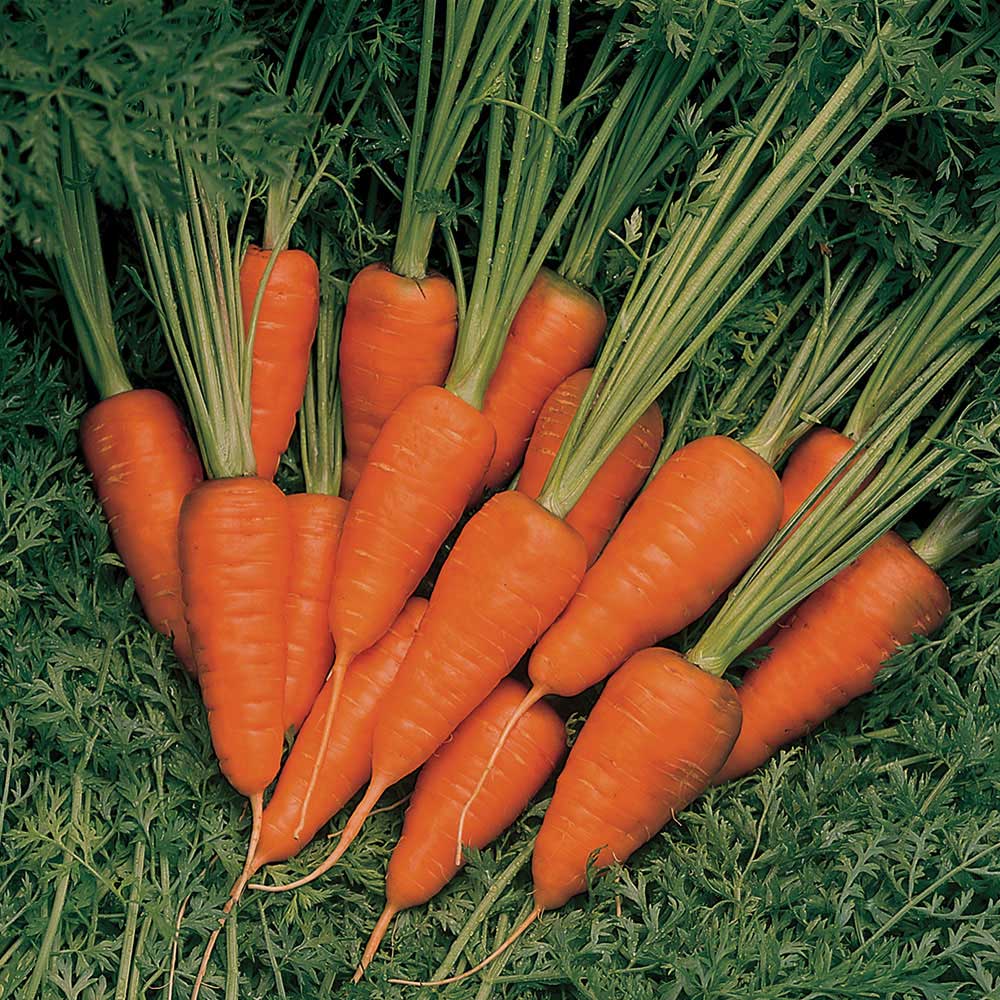 Wilko Carrot Burpees Short and Sweet Seeds Wilko