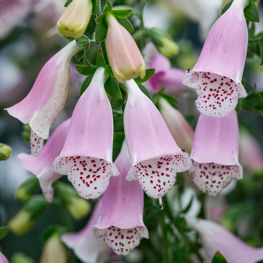 YouGarden Foxglove Collection Plant Pot 3L 3 Pack Image 5
