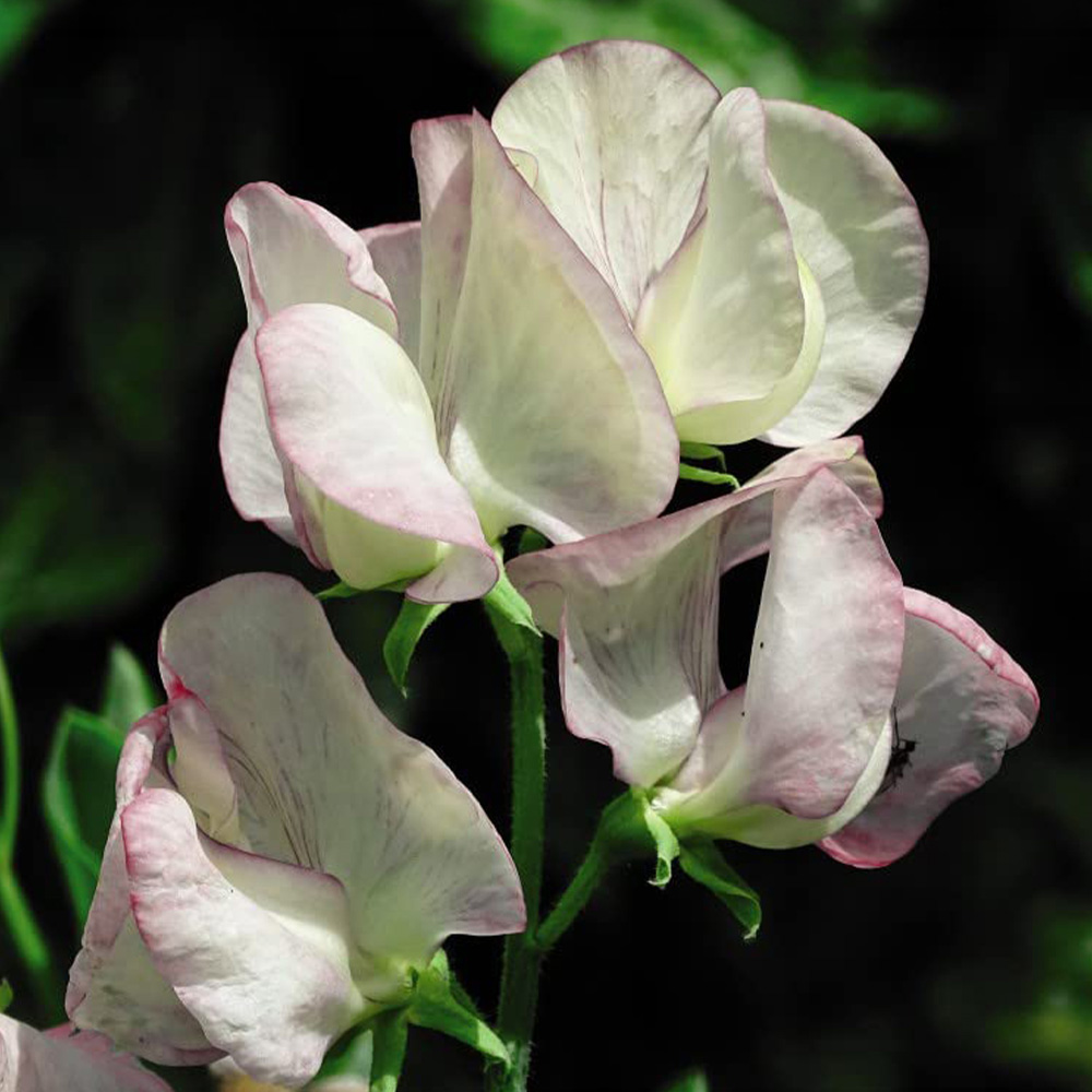 Thompson & Morgan Sweet Pea Fragrant Prize Strain Mixed Seeds Image 1