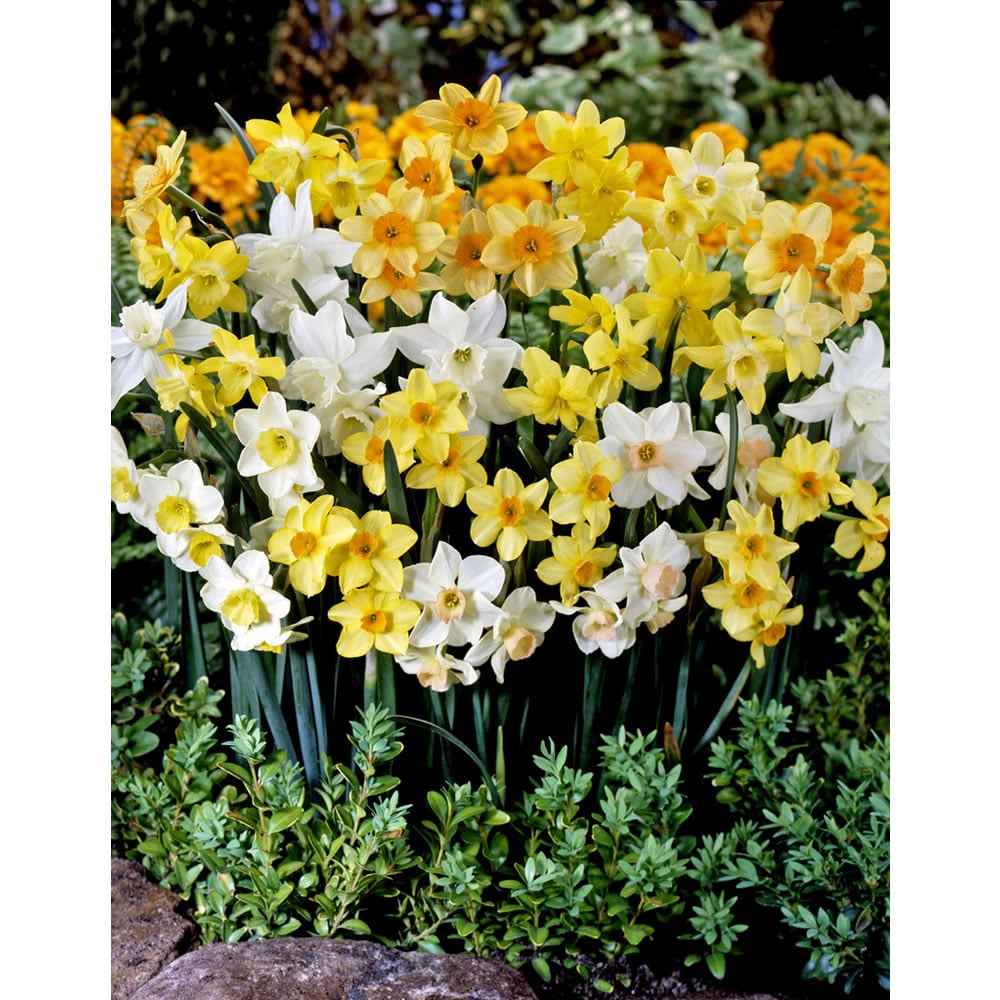 Wilko Autumn Bulbs Spring Mixed Narcissus 10/11 15pk Image 2