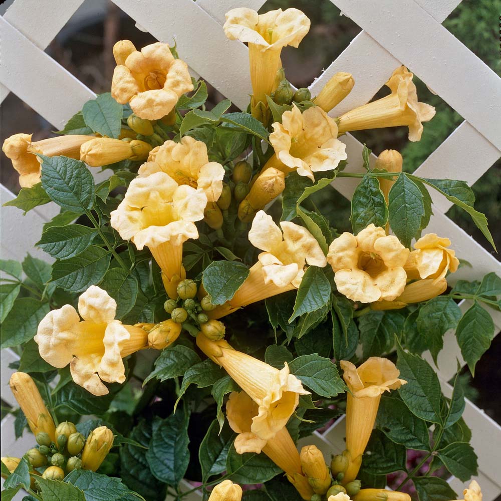 YouGarden Campsis Yellow Trumpet 2L Pot Image 1