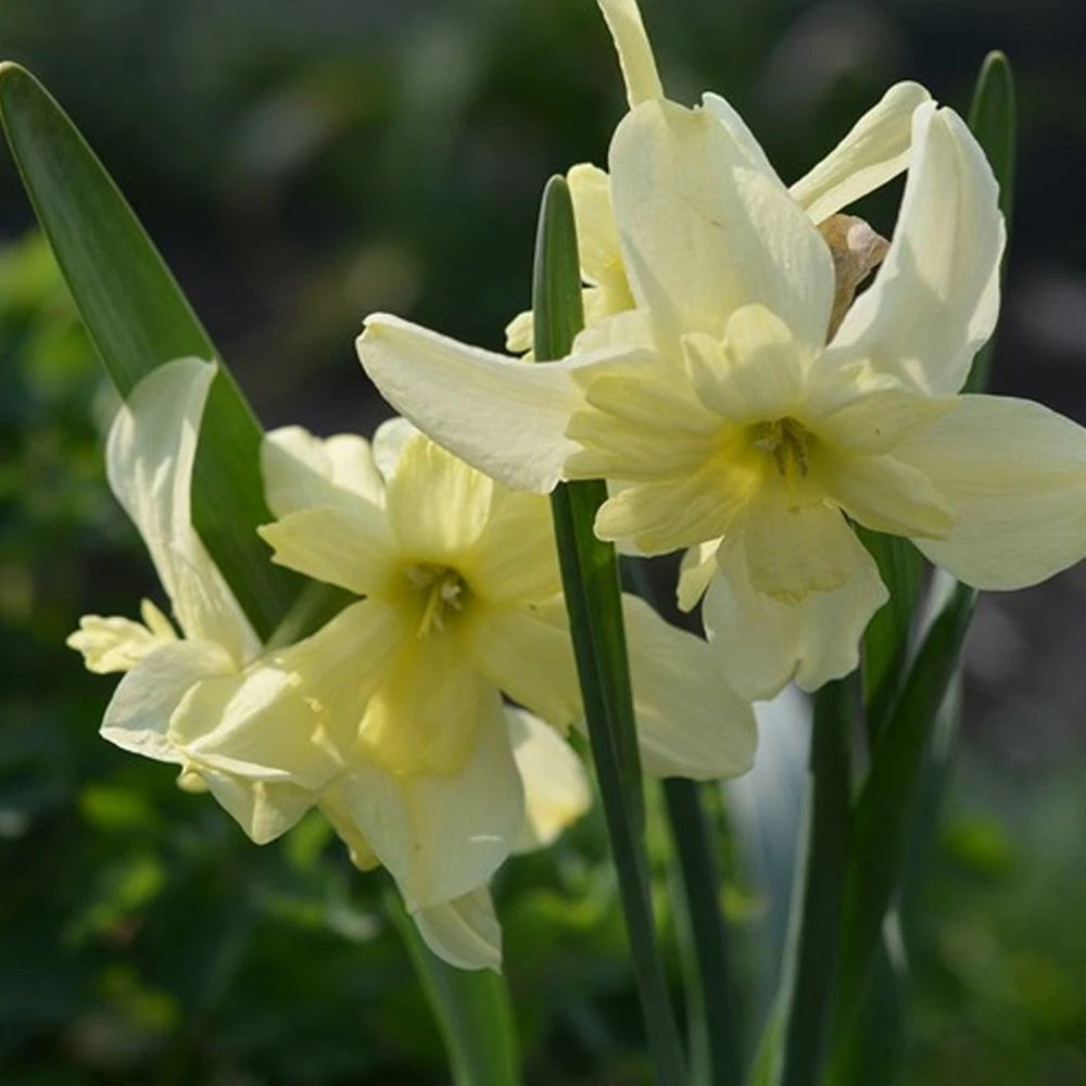 Thompson and Morgan Narcissus Exotic Mystery Lime Yellow Planting Bulb 10 Pack Image 1