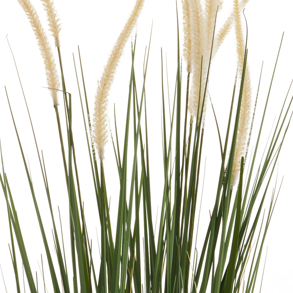 Wilko Pampas Grass Potted Plant Image 4