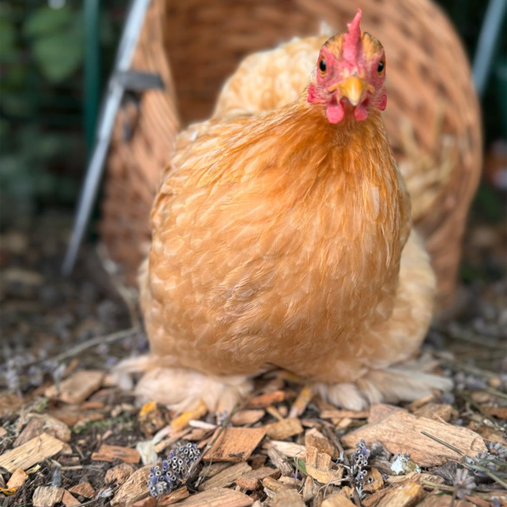 Warma Chicken Wood Chip Bedding Bag 70L 4 Pack Image 2