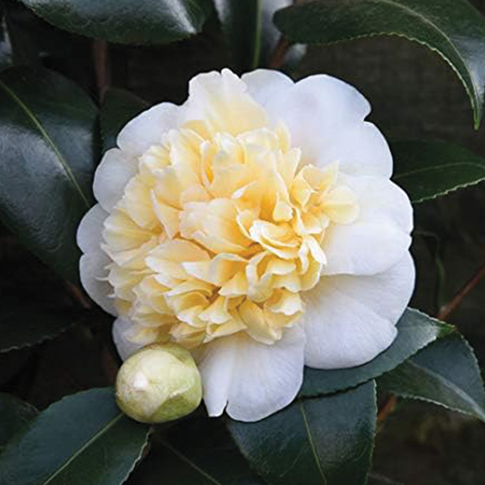 Thompson and Morgan Camellia Blooming Wonder White Gift Plant Pot 15cm 2 Pack Image 1