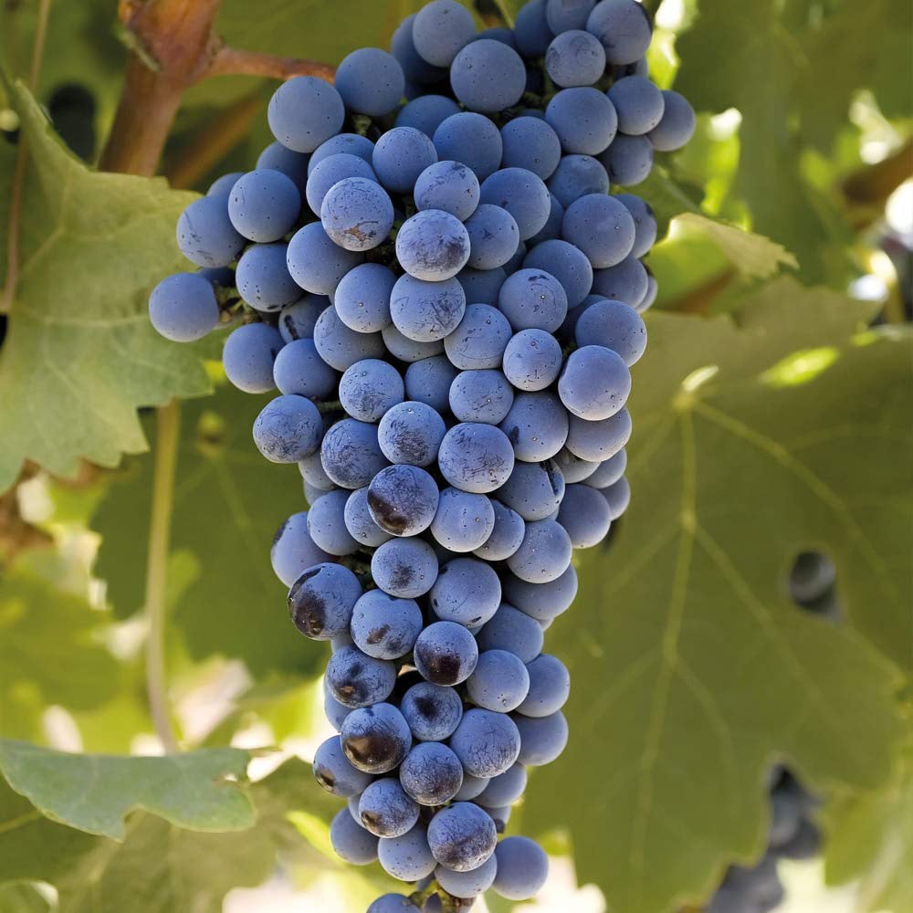 Thompson and Morgan Grape Vitis Cabernet Plant Pot 10.5cm Image 1