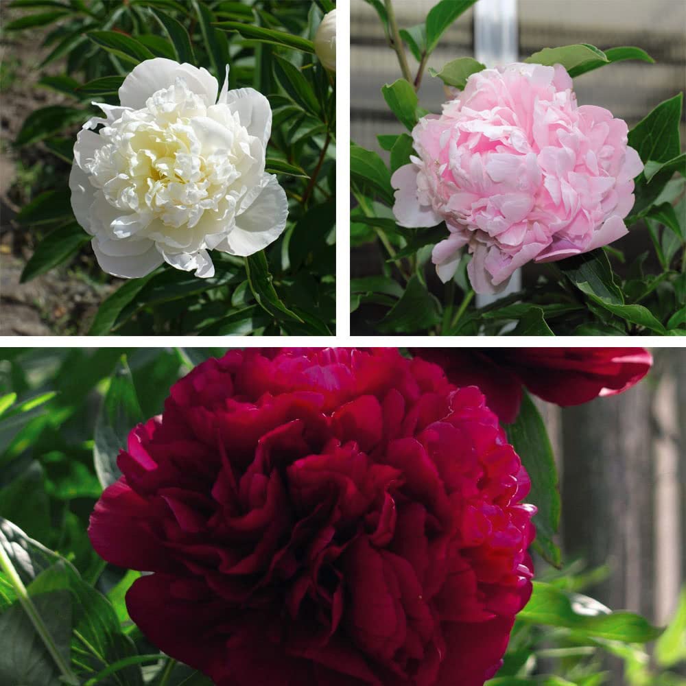 Thompson and Morgan Paeonia Double Collection Fragrant Hardy Perennial Plant Pot 9cm 3 Pack Image 5