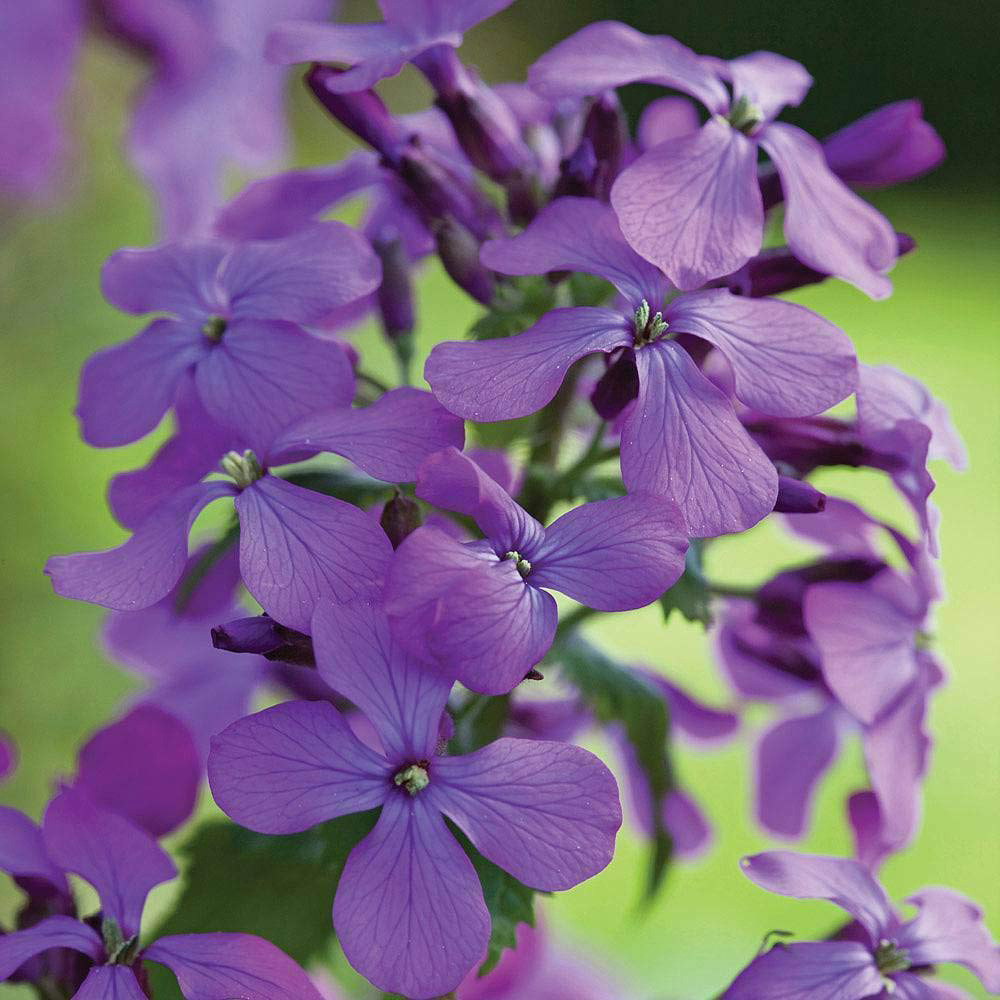 Thompson & Morgan Wildflower Honesty Seeds Image 1