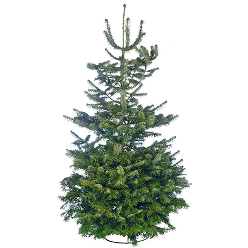 Nordman Fir Christmas Tree - Green / 7ft Image 1