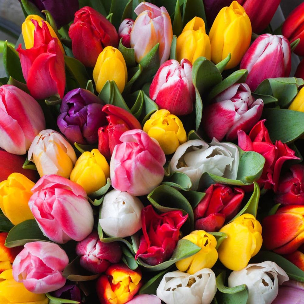 Thompson and Morgan Tulip Darwin Mixed Planting Bulb 16 Pack Image 1