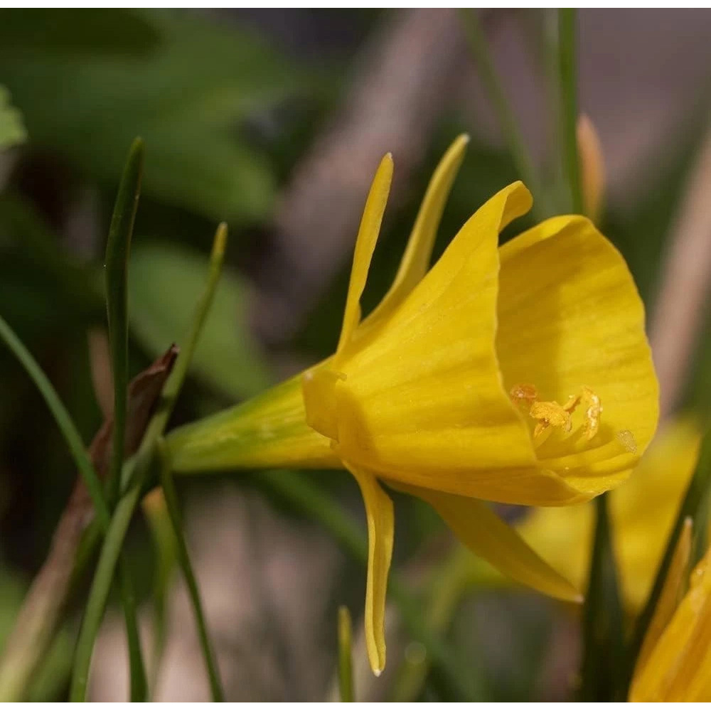 Thompson and Morgan Daffodil Bulbicodum Planting Bulb 32 Pack Image 2