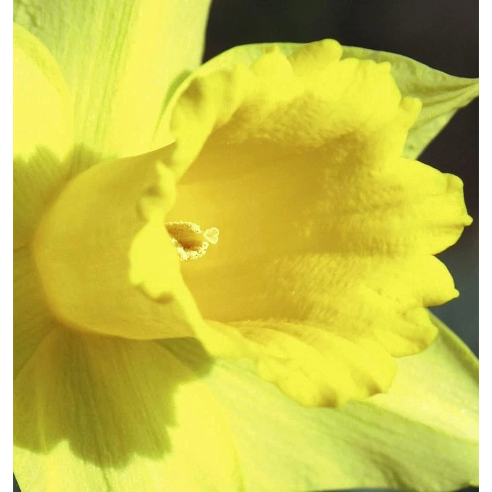 Thompson and Morgan Daffodil Cornish Treglisson Planting Bulb 16 Pack Image 4