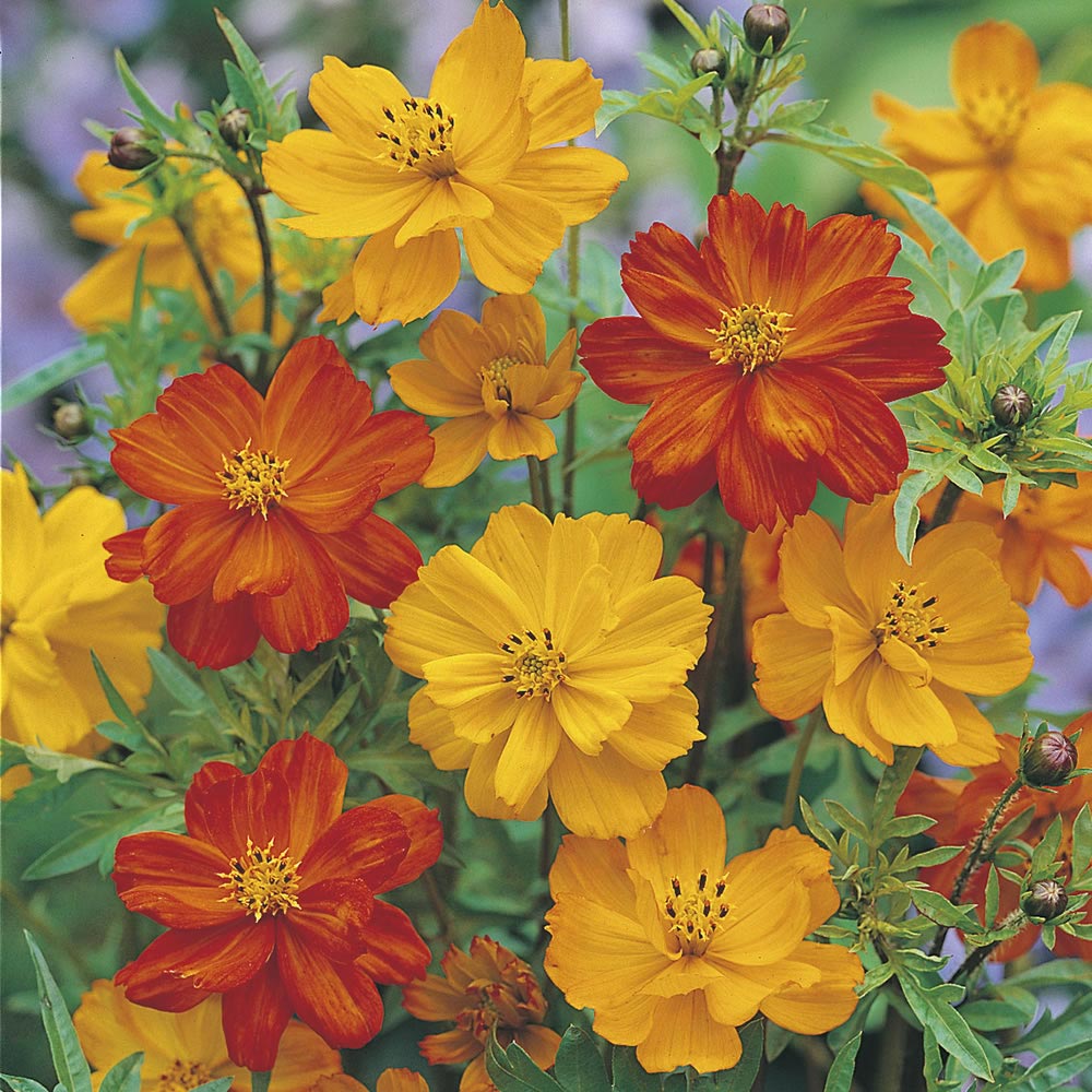 Johnsons Cosmos Dwarf Ladybird Mix Seeds Image 1