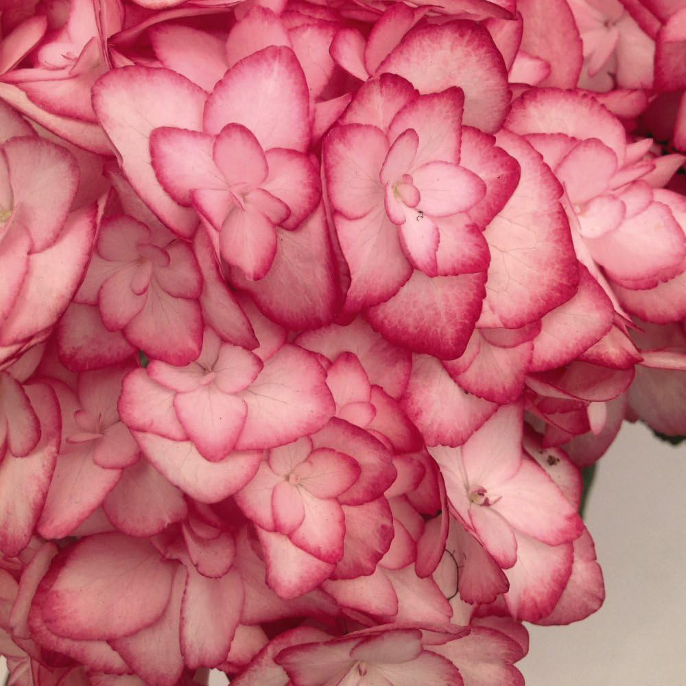 Thompson and Morgan Hydrangea Miss Saori Plant Pot 9cm Image 3