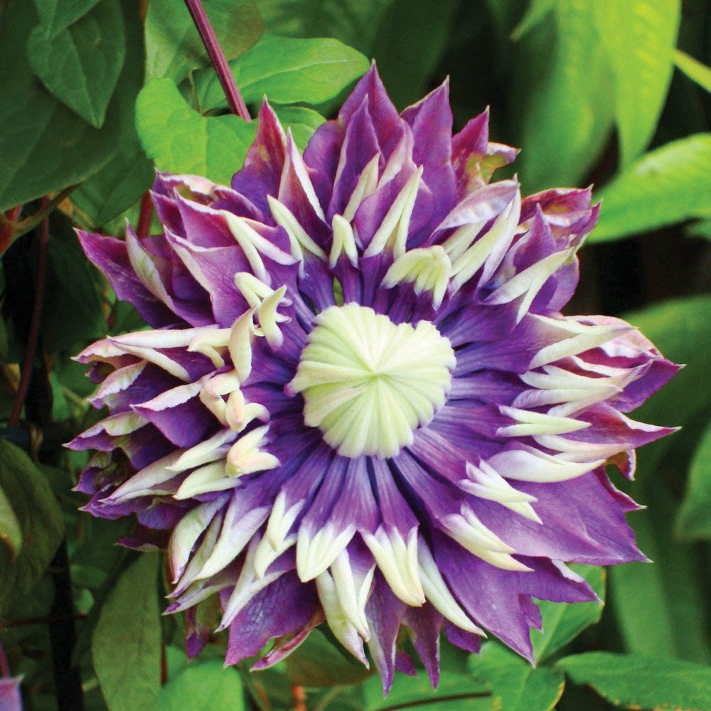 Thompson and Morgan Clematis Florida Taiga Plant Pot 11cm 3 Pack Image 4