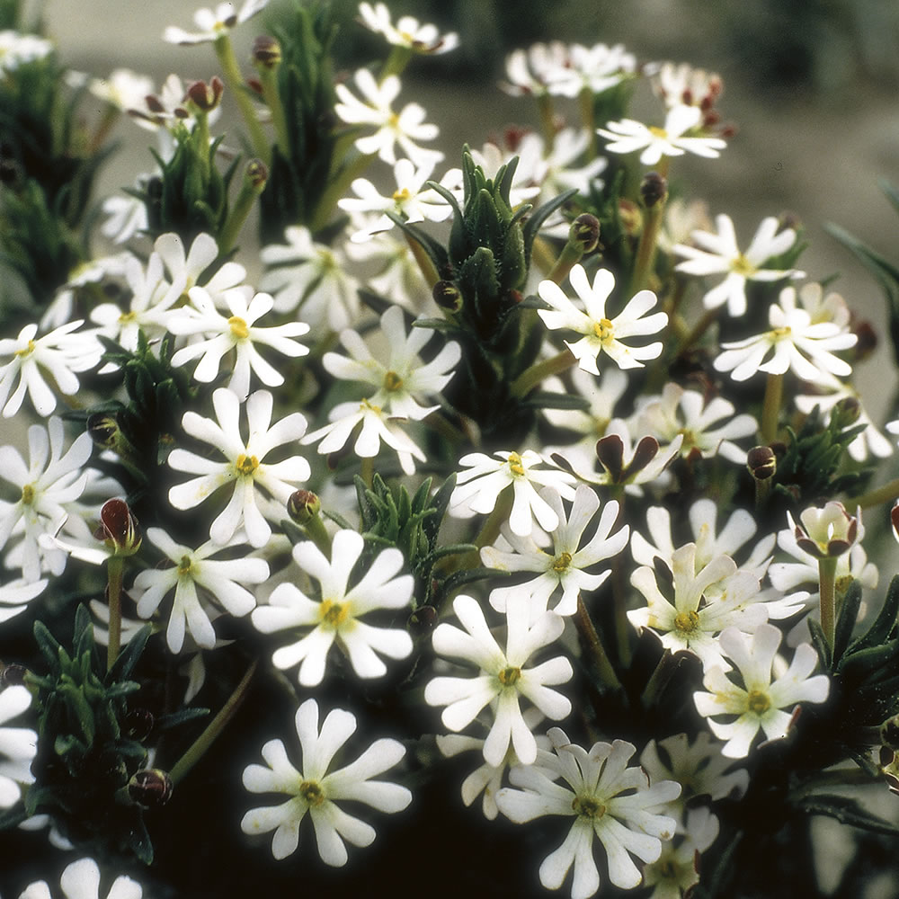 Wilko Phlox Night Scented Seeds Image 1