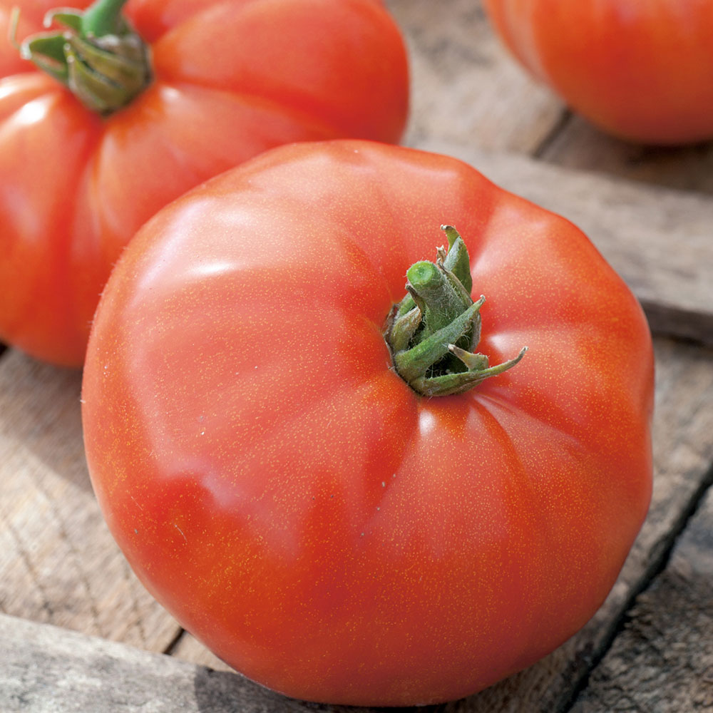 Wilko Tomato Supersteak F1 Seeds Image 1