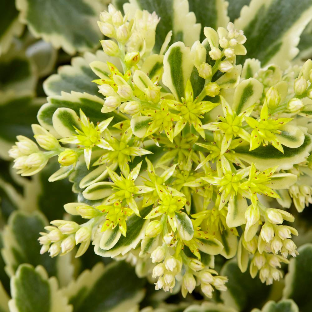 Thompson and Morgan Sedum Atlantis Plant Pot 9cm Image 2