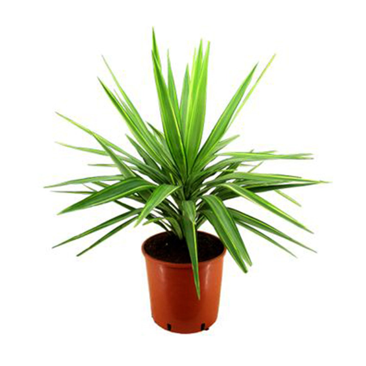 Yucca Elephantipes Jewel - Green Image