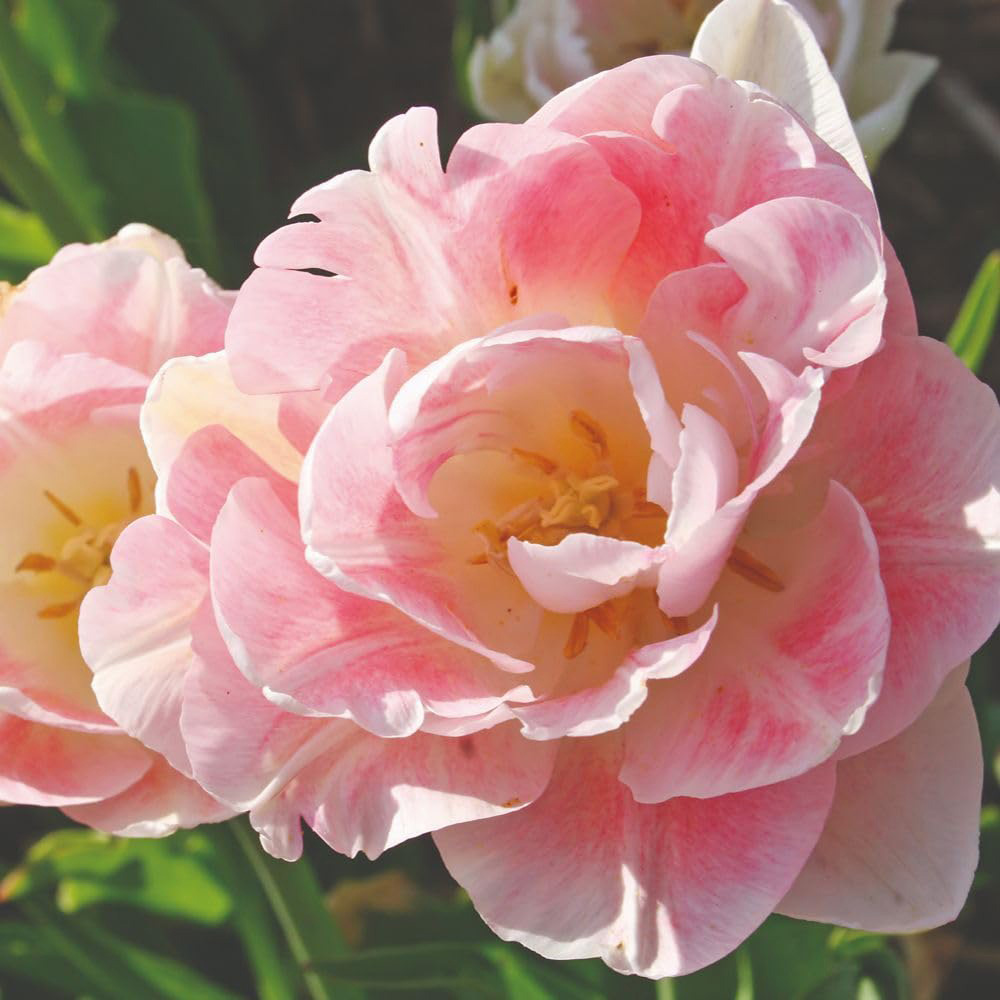 Thompson and Morgan Tulip Angelique Planting Bulb 16 Pack Image 1