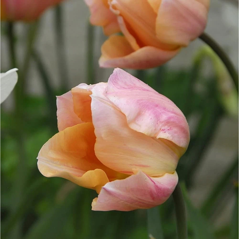 Thompson and Morgan Tulip Apricot Beauty Autumn Planting Bulb 32 Pack Image 1