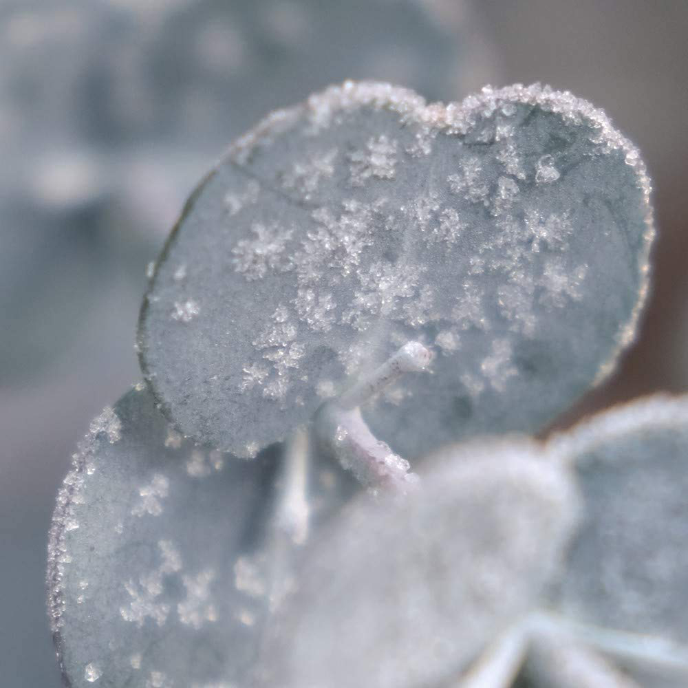 Thompson and Morgan Eucalyptus Gunnii Azura Plant Pot 9cm 6 Pack Image 4