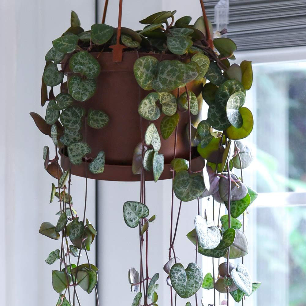 Thompson & Morgan String of Hearts Ceropegia Woodii Potted Plant 8cm 3 Pack Image 1