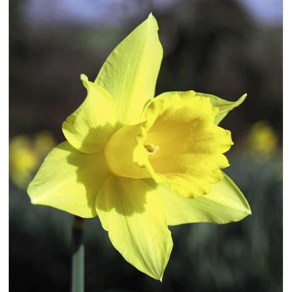 Thompson and Morgan Daffodil Cornish Treglisson Planting Bulb 32 Pack Image 5