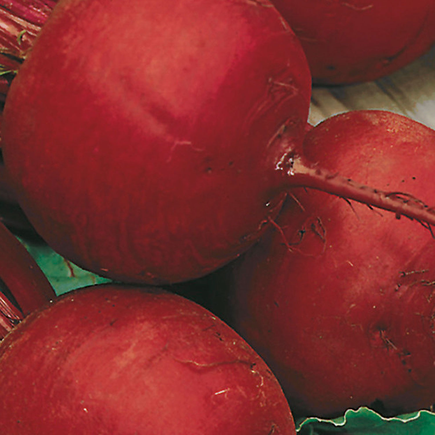 Johnsons Boltardy Beetroot Seeds Image 1