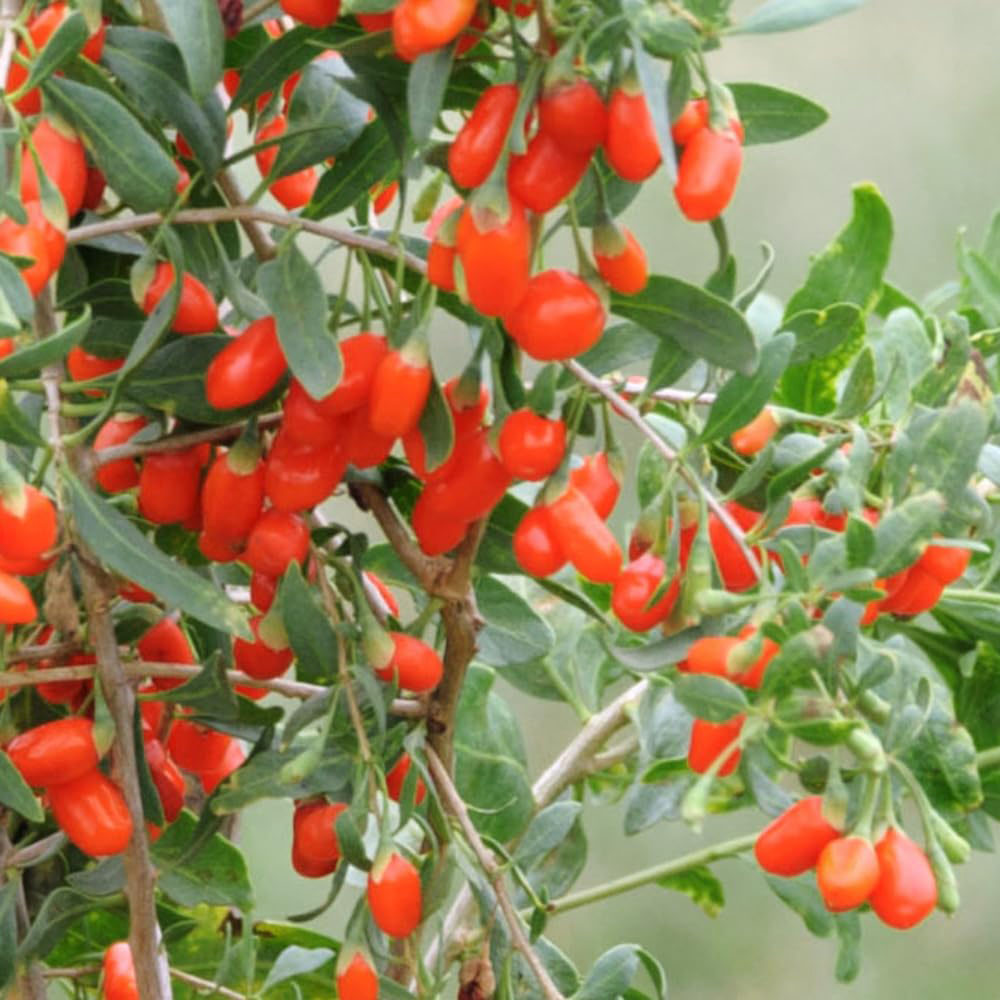 Thompson and Morgan Lycium barbarum Goji Berry Plant Pot 9cm Image 4