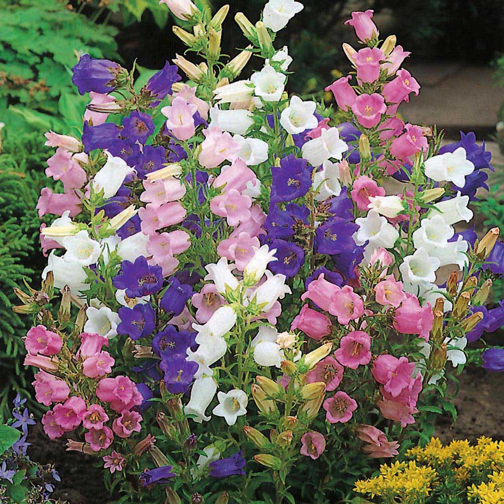 Johnsons Seeds Canterbury Bells Cottage Mixed Image 1