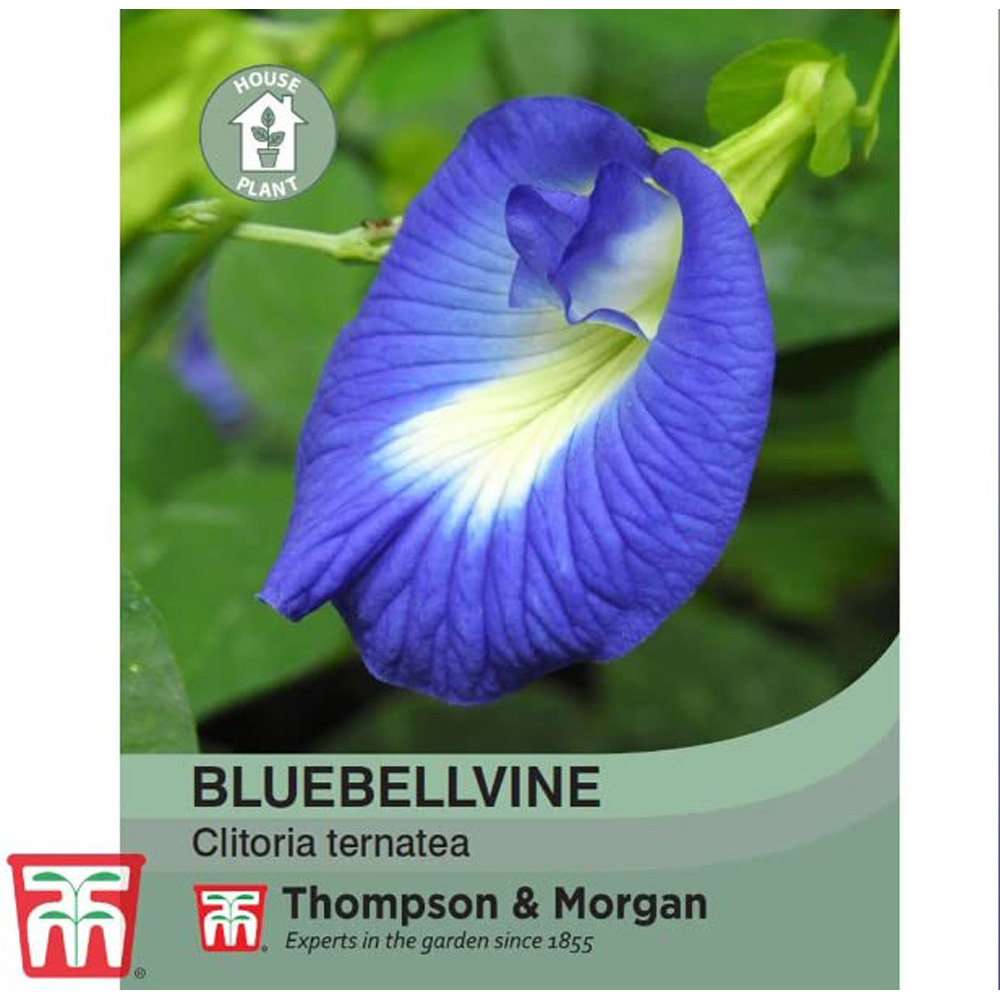 Thompson & Morgan Bluebellvine Seeds Image 2