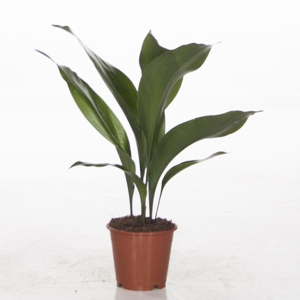 Thompson and Morgan Aspidistra Cast Iron Plant Elatior Potted Plant 12cm 2 Pack Image 2
