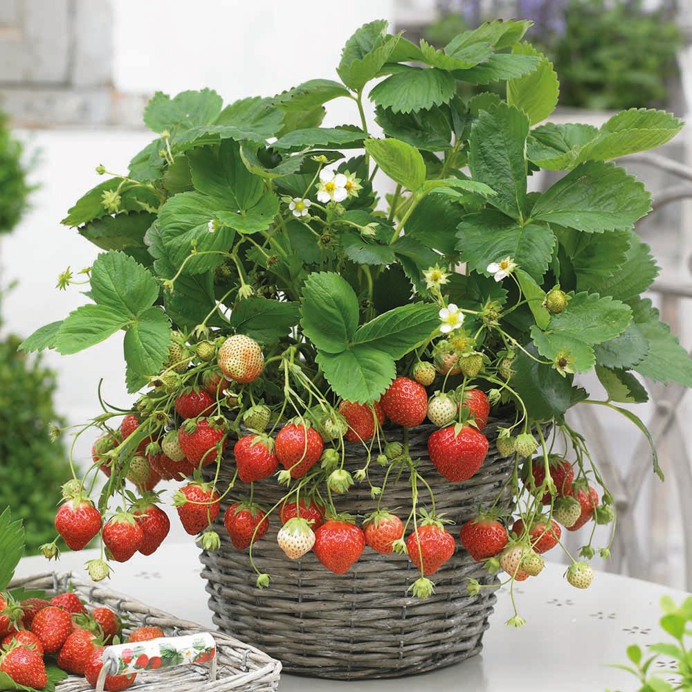 Wilko Alpine Regina Strawberry Grow Bucket Set Image 3